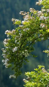 Il roseto sulle Dolomiti