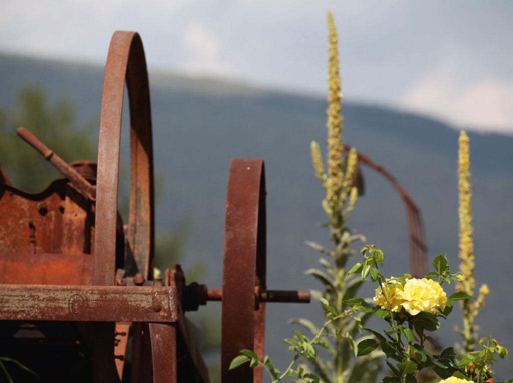 Il roseto sulle Dolomiti