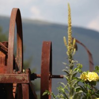 Il roseto sulle Dolomiti