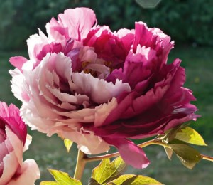 Peonie