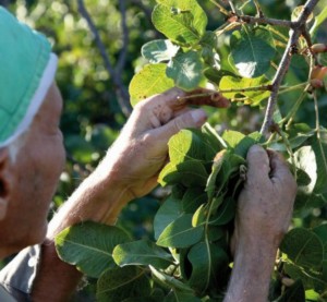 pistacchio di Bronte