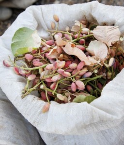 pistacchio di Bronte