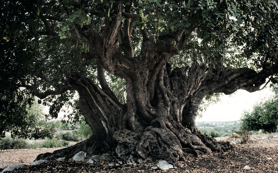 Il carrubo e i suoi pregi sconosciuti Il carrubo e i suoi pregi sconosciuti