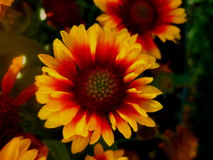 Gaillardia