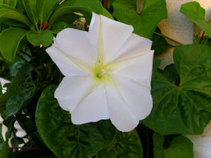 Mandevilla