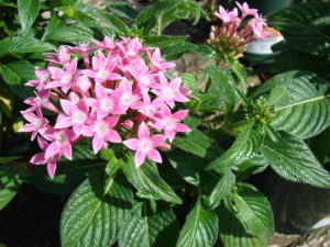 Pentas-lanceolata