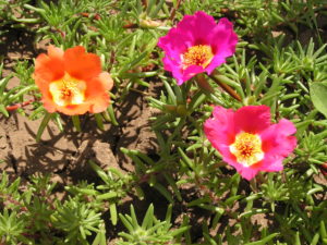 portulaca grandiflora