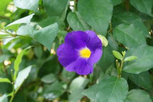 Thunbergia erecta