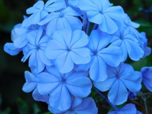 plumbago