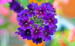 verbena