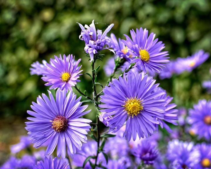 Aster