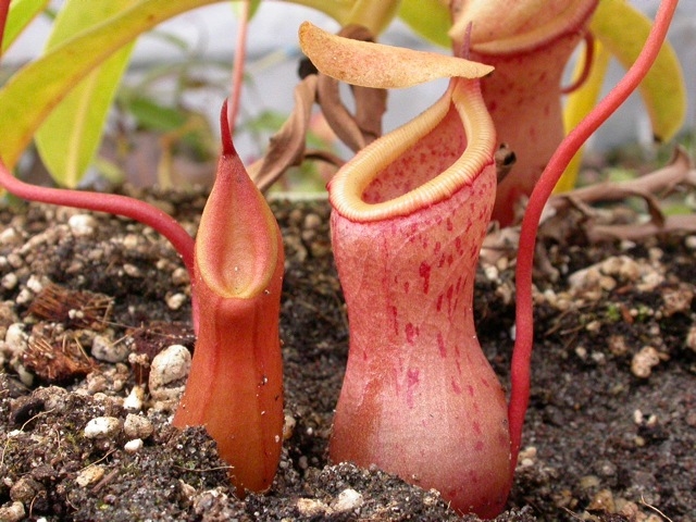 Nepenthes-hookeriana