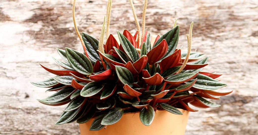 peperomia