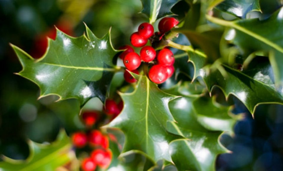 Le sei piante per il regalo di Natale perfetto Ville&amp;Casali