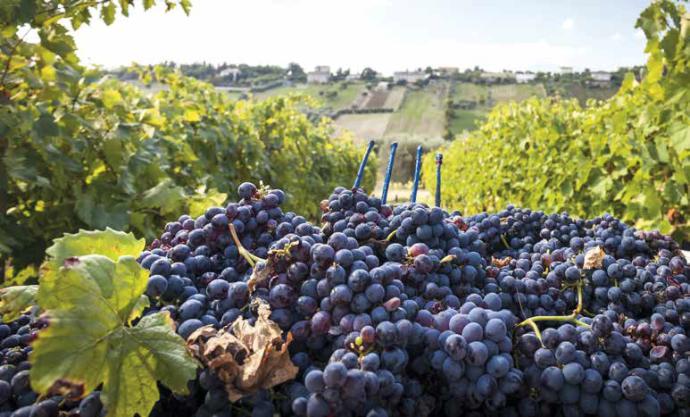 La straordinaria produzione vinicola della Val d'Orcia