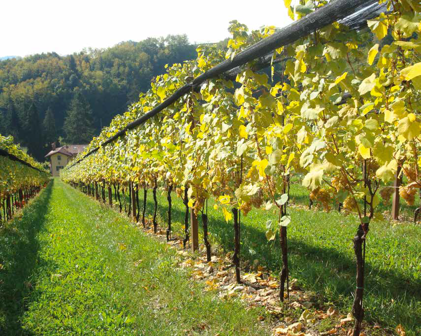 In Friuli è nata una nuova produzione di vino: il Picolit