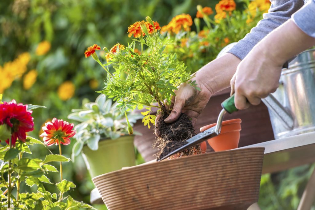 Le pratiche per la manutenzione del giardino in aprile