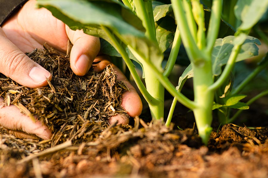 Le pratiche per la manutenzione del giardino in aprile