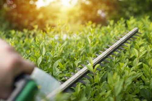 Le pratiche per la manutenzione del giardino in aprile