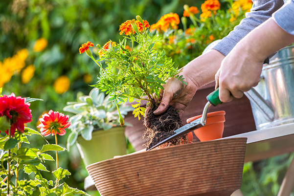 I lavori per il giardino nel mese di Maggio