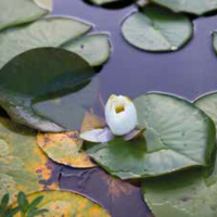 Il garden design artistico di Amanda Ferragamo