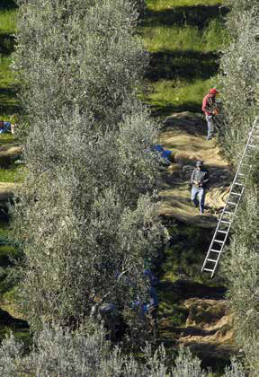 La qualità dell'olio Franci