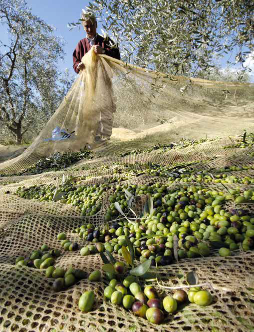 La qualità dell'olio Franci