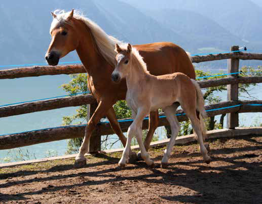 Icona Haflinger, una razza di cavalli che appassiona