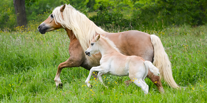 Icona Haflinger, una razza di cavalli che appassiona