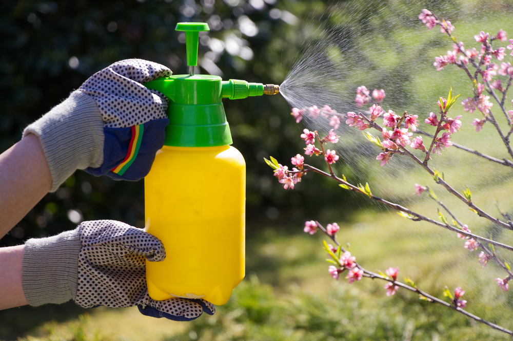 Giardini di giugno: i principali lavori da fare