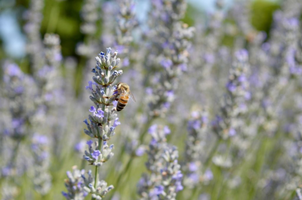 Estate al profumo di lavanda in Toscana