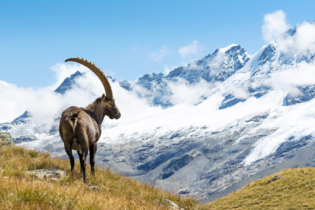 Gran Paradiso: la Fondazione festeggia i vent’anni