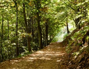 Forest Bathing: immergersi nei boschi per curarsi dallo stress