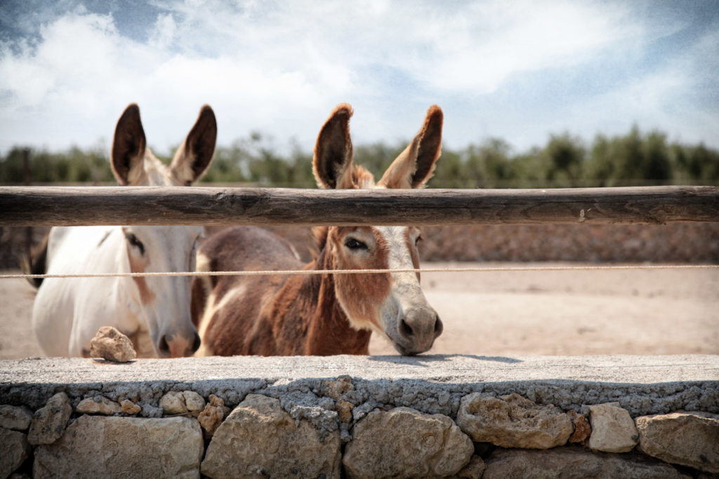 Puglia: vacanza rural-chic in masseria