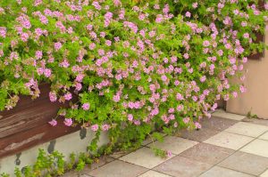 Allontanare le zanzare dal giardino in quattro mosse