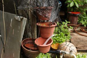 Allontanare le zanzare dal giardino in quattro mosse