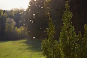 Allontanare le zanzare dal giardino in quattro mosse