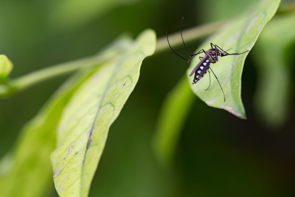Allontanare le zanzare dal giardino in quattro mosse