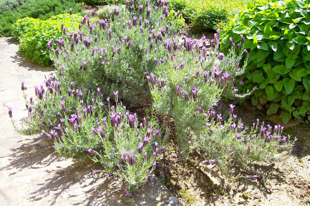 Aridocoltura in giardino: le piante che bevono meno acqua