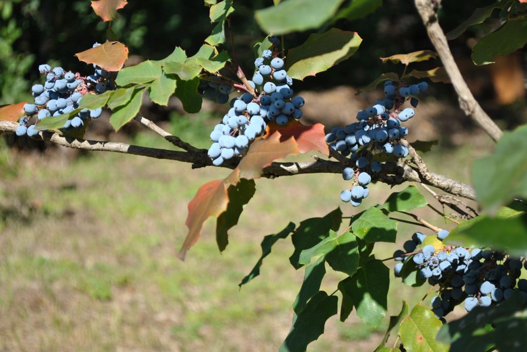 Giardinaggio autunnale: come prepararsi all’inverno