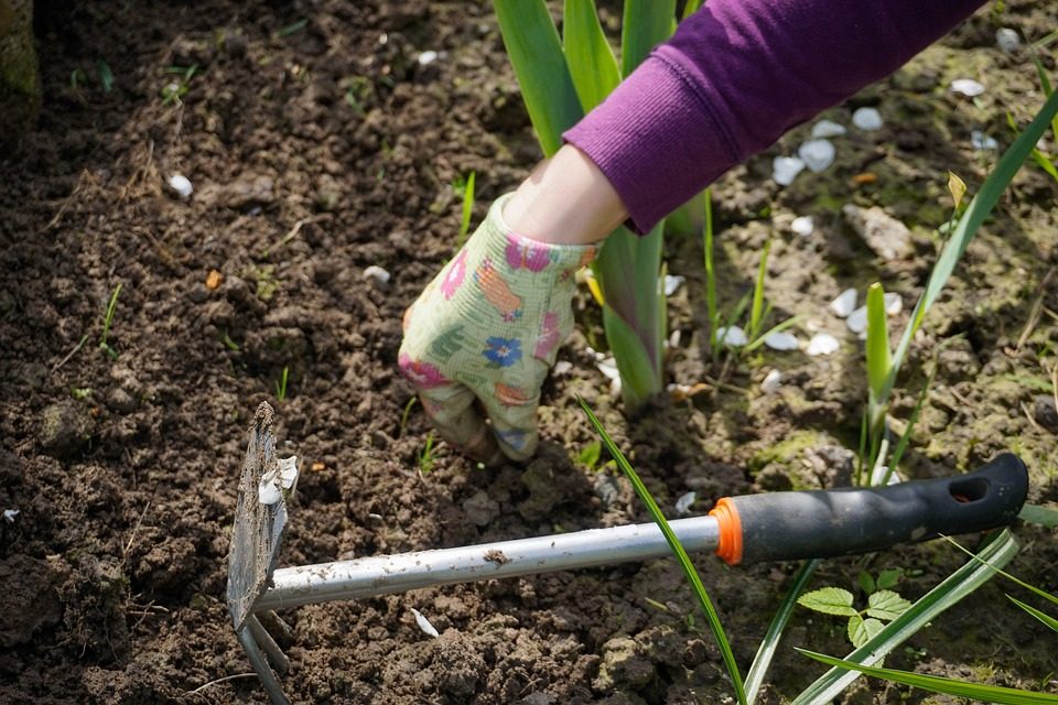 Giardinaggio autunnale: come prepararsi all’inverno