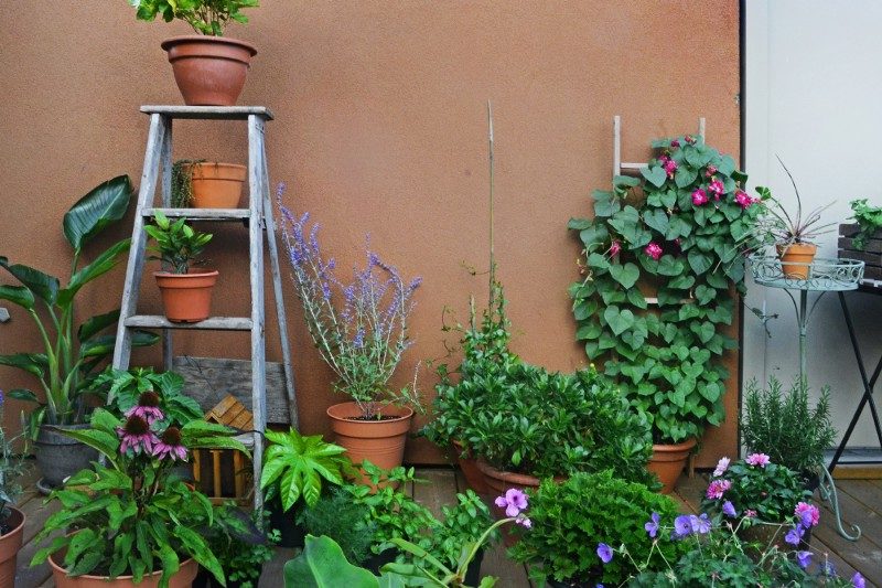 Sos gelo: 10 regole per proteggere le piante in terrazzo
