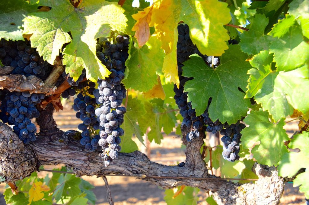 Il Baccanale: una guida alle feste del vino in Italia