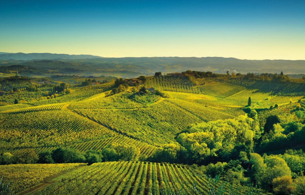 Territorio del Chianti: un mare di vigneti