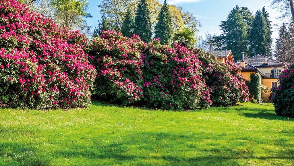 giardino antico degli anni 20 riqualificato con piante nuove