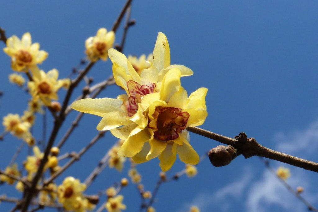 Fiori di invernali: il calicanto