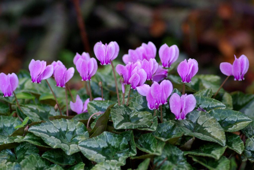 Fiori invernali: il ciclamino