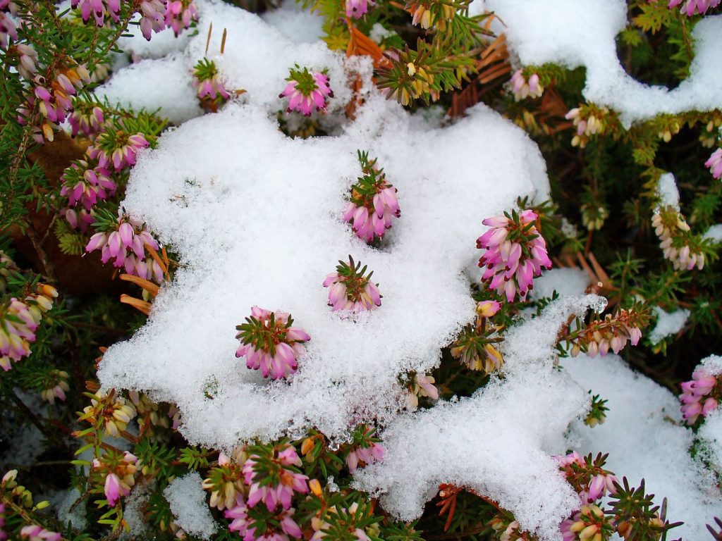 Fiori invernali, erica