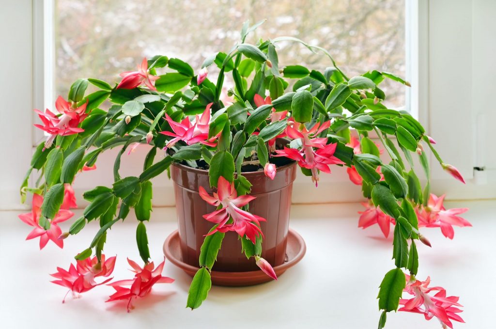 Fiori invernali: il cactus di Natale