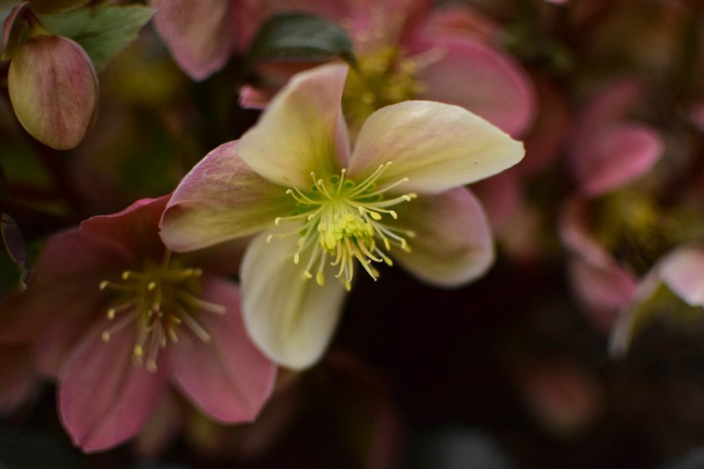 Fiori invernali: elleboro o rosa di Natale